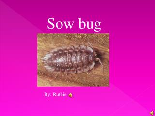 Sow bug