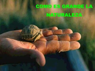 COMO ES GRANDE LA NATURALEZA