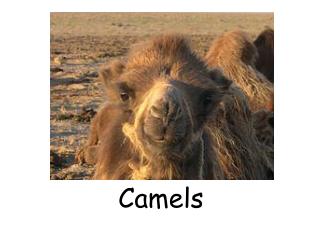 Camels