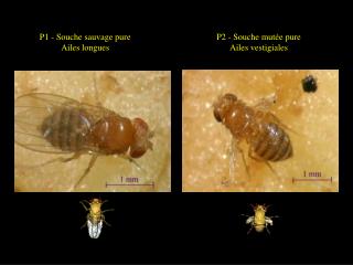 P1 - Souche sauvage pure Ailes longues