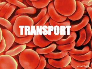 TRANSPORT