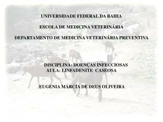 UNIVERSIDADE FEDERAL DA BAHIA ESCOLA DE MEDICINA VETERINÁRIA