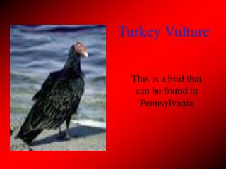 Turkey Vulture