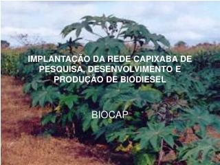 IMPLANTAÇÃO DA REDE CAPIXABA DE PESQUISA, DESENVOLVIMENTO E PRODUÇÃO DE BIODIESEL