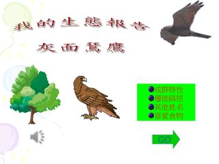 我的生態 報告 灰面鵟鷹