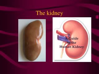 The kidney