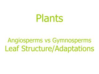 Plants Angiosperms vs Gymnosperms Leaf Structure/Adaptations
