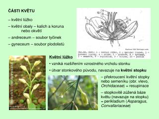 ČÁSTI KVĚTU – květní lůžko – květní obaly – kalich a koruna 	 	 nebo okvětí