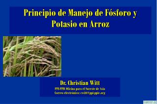 Principio de Manejo de Fósforo y Potasio en Arroz