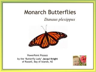 Monarch Butterflies