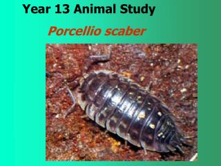 Year 13 Animal Study Porcellio scaber