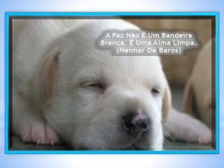 A Paz Não É Um Bandeira Branca, É Uma Alma Limpa. (Neimar De Baros)