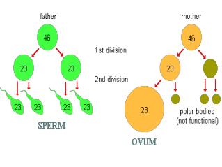 Name the parts of the male reproductive system. Describe sperm production, storage and function.