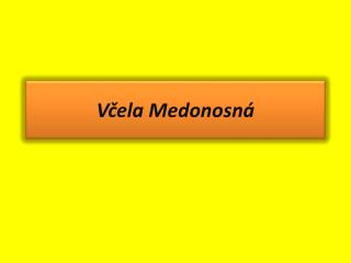 Včela Medonosná