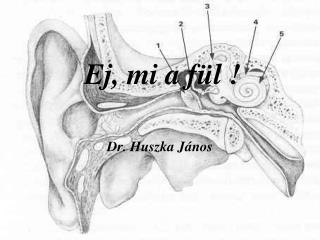 Ej, mi a fül !