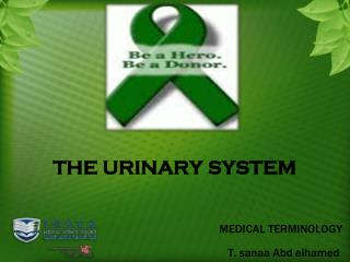 THE URINARY SYSTEM