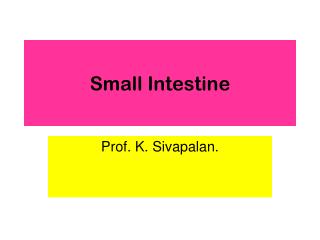 Small Intestine