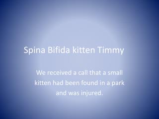 Spina Bifida kitten Timmy
