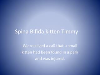 Spina Bifida kitten Timmy