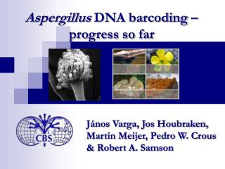 Aspergillus DNA barcoding – progress so far
