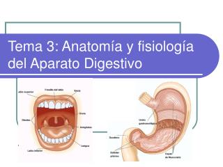 Tema 3: Anatomía y fisiología del Aparato Digestivo