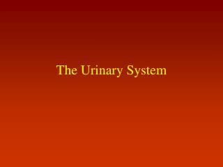 The Urinary System