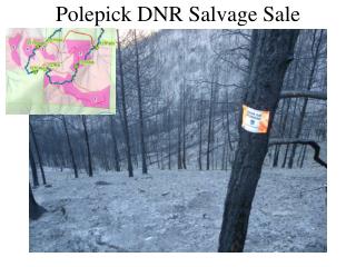 Polepick DNR Salvage Sale