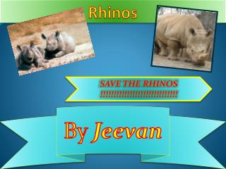 Rhinos