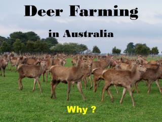 Deer Farming in Australia