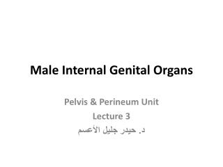 Male Internal Genital Organs