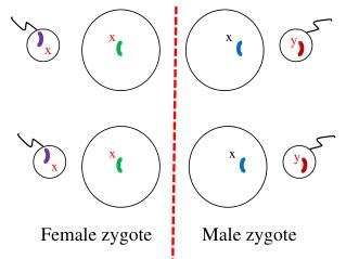 Female zygote