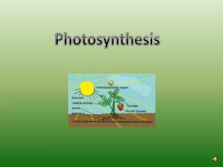 Photosynthesis