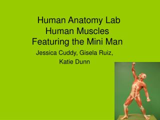 Human Anatomy Lab	 Human Muscles Featuring the Mini Man