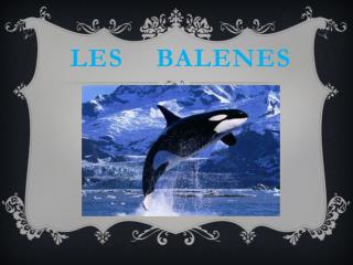 LES balenes