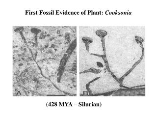 (428 MYA – Silurian)