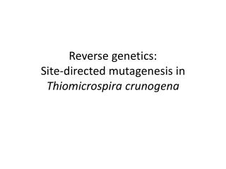Reverse genetics: Site-directed mutagenesis in Thiomicrospira crunogena