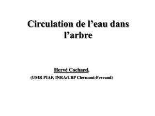 Circulation de l’eau dans l’arbre