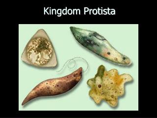 Kingdom Protista