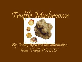 Truffle Mushrooms