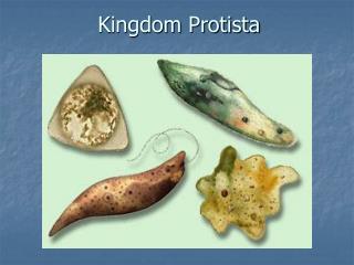 Kingdom Protista