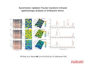 Synchrotron radiation Fourier transform infrared spectroscopy analysis of embryonic femur.