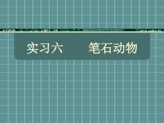 实习六 笔石动物