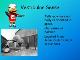 Vestibular Sense
