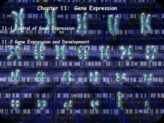 Chapter 11: Gene Expression