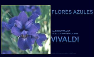 FLORES AZULES