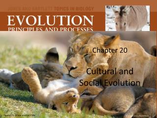 Chapter 20 Cultural and Social Evolution