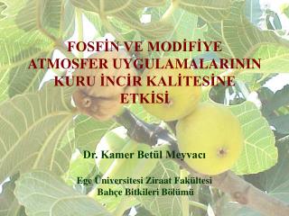 FOSFİN VE MODİFİYE ATMOSFER UYGULAMALARININ KURU İNCİR KALİTESİNE ETKİSİ