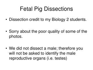 Fetal Pig Dissections