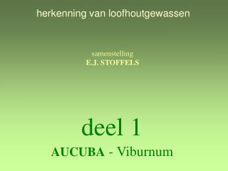 deel 1 AUCUBA - Viburnum