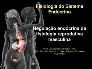 Fisiologia do Sistema Endócrino Regulação endócrina da fisiologia reprodutiva masculina